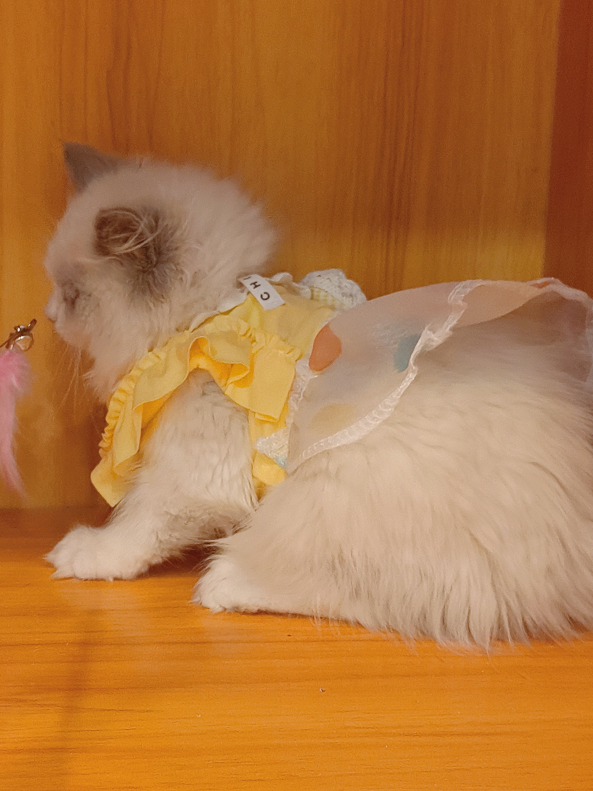 精品蓝双布偶妹妹,满耳满背,送套用品